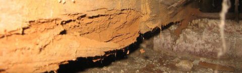 Timber Treatments